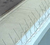 BFlitewallsml-small